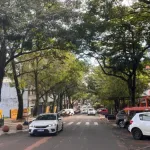 Prefeitura anuncia poda de árvores na Avenida Brasil com impacto no trânsito em Foz
