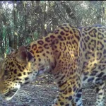 Nova onça-pintada é flagrada no Parque Nacional do Iguaçu