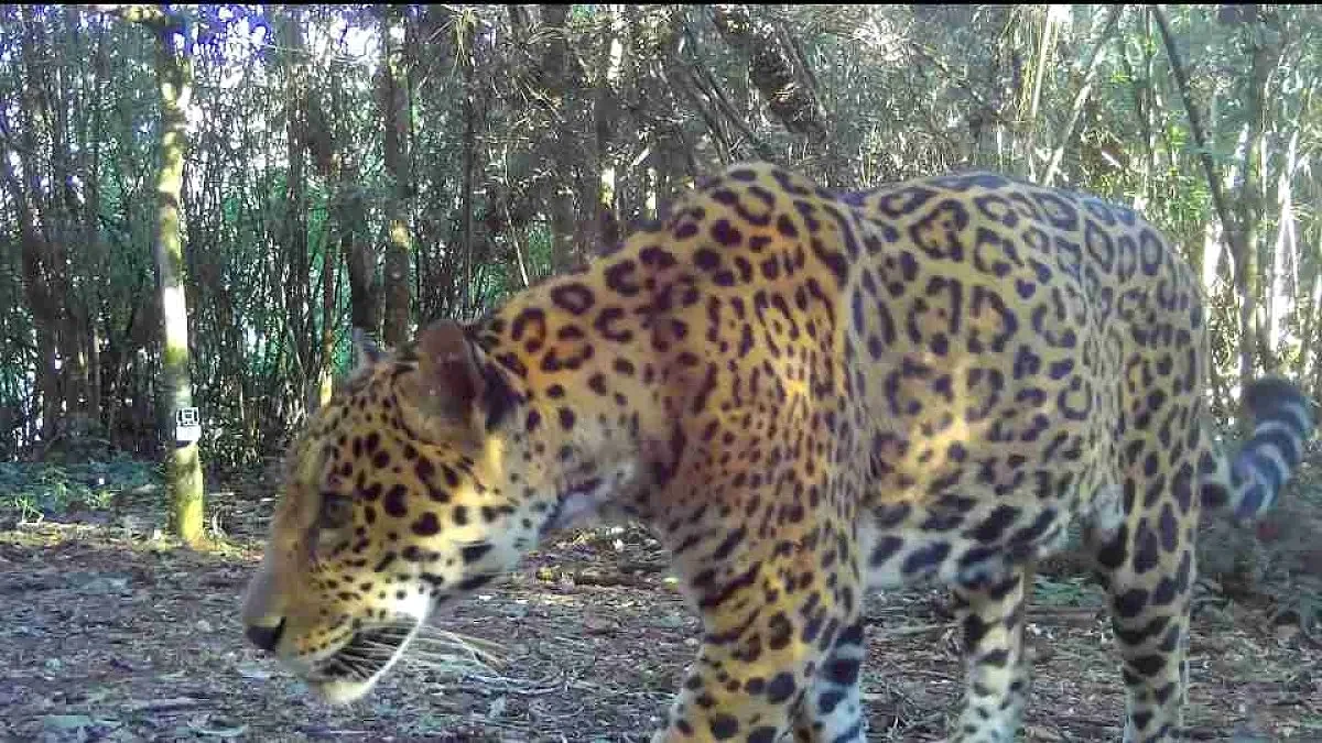 Nova onça-pintada é flagrada no Parque Nacional do Iguaçu