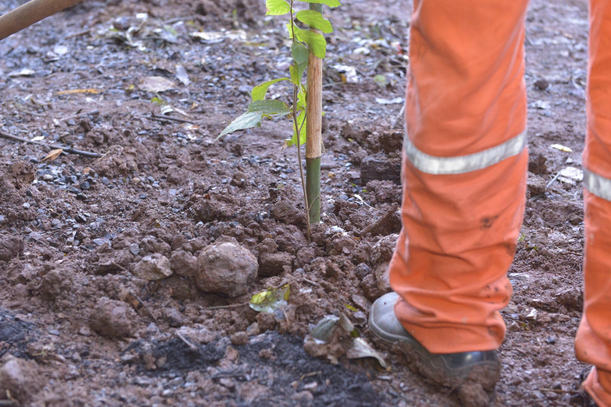 Meio Ambiente planta mais de 200 mudas de árvores em área de preservação permanente