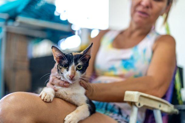 Foz mantém contratos para até 800 castrações gratuitas de cães e gatos com microchipagem