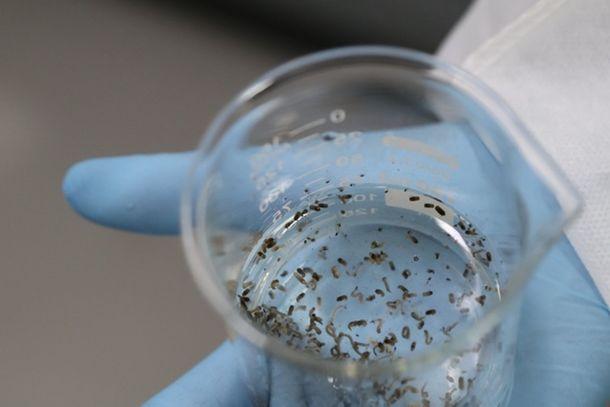 Foz inicia no fim de agosto nova etapa do Método Wolbachia em 28 bairros