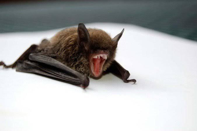 Foz já identificou 22 morcegos com raiva em 2026; CCZ alerta população sobre contato com animais