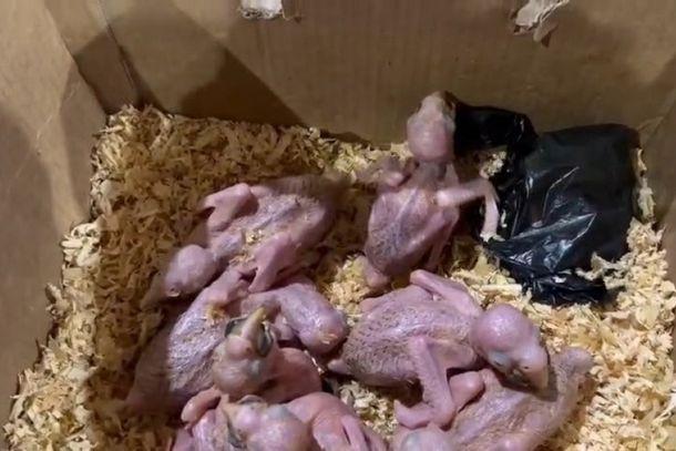 Fiscalização na Ponte da Amizade termina com apreensão de oito aves e nascimento de filhote