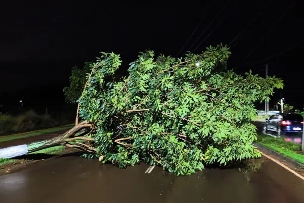 Temporal com granizo derruba seis árvores e danifica redes elétricas em Foz