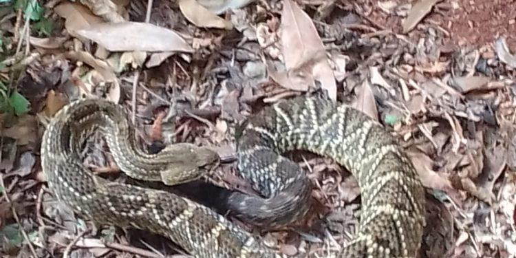 Calor e chuvas aumentam presença de serpentes nas trilhas do Parque Nacional do Iguaçu