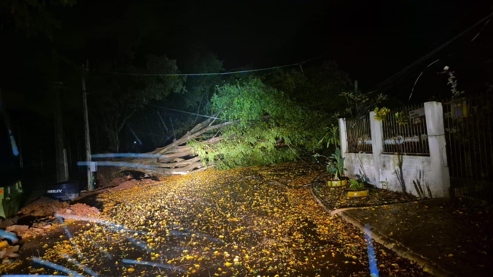 Temporal em Foz deixa família de seis pessoas desalojada e provoca queda de árvores