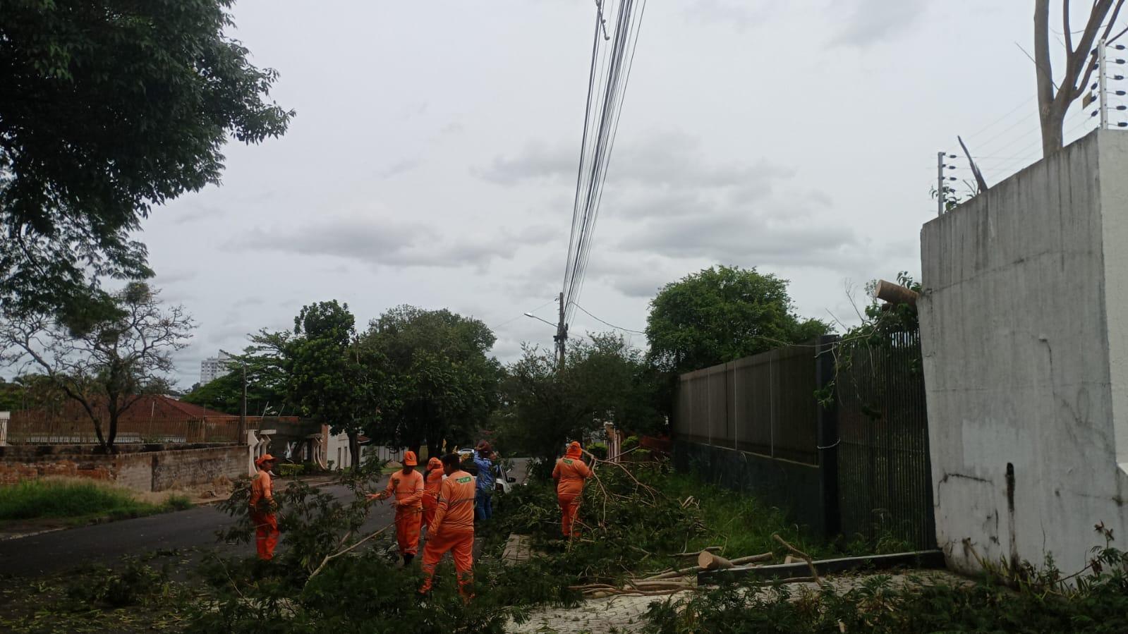 Temporal provoca 40 ocorrências com árvores e mobiliza força-tarefa em Foz do Iguaçu