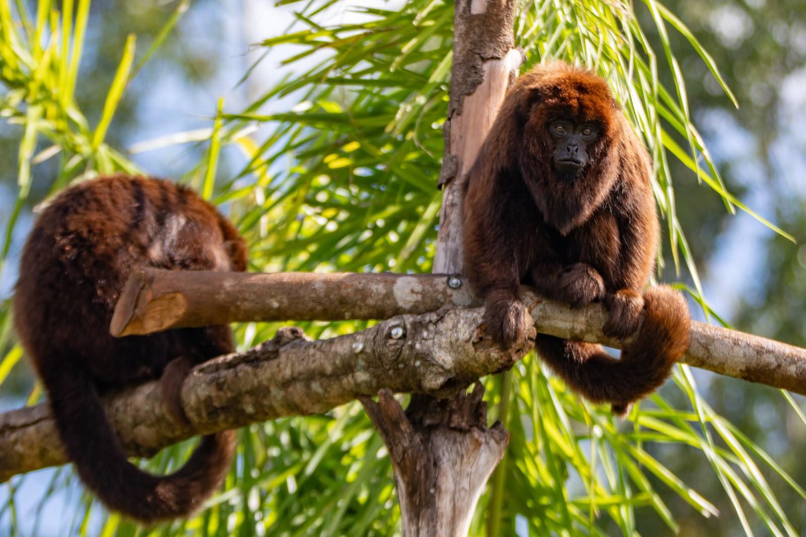Concurso de fantasias de animais será destaque do Dia das Crianças no Zoo Park Foz